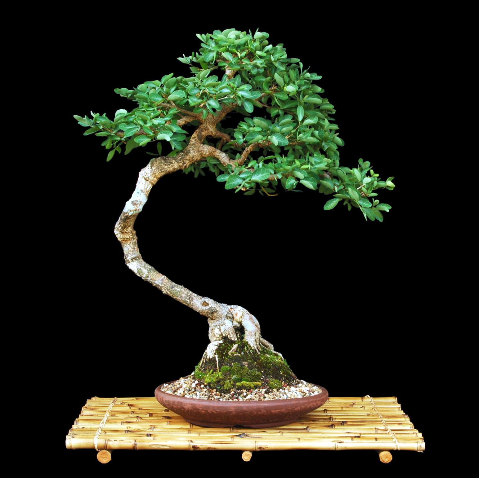 Bonsai-Tree-Kits