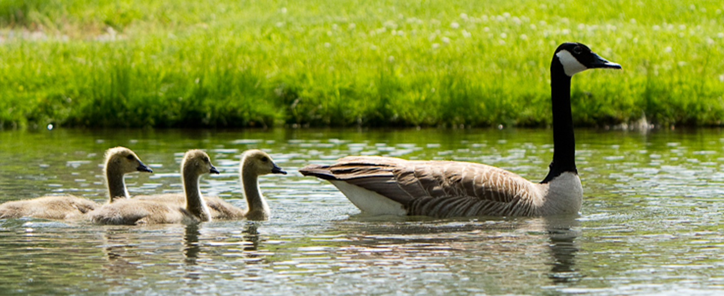 animal-care-use-ducks-image.jpg